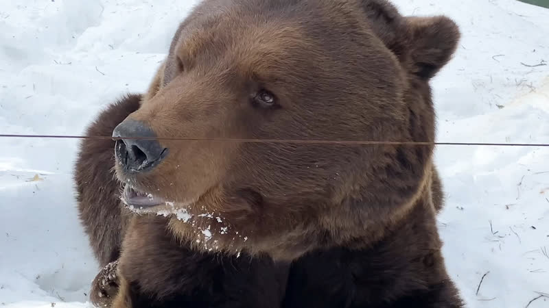 Весенняя оттепель разбудила медведей Мишу и Яшу в Зоопарке Деда Мороза в Великом Устюге