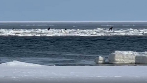 На Сахалине собаки отправились в "последнее плавание" на льдине