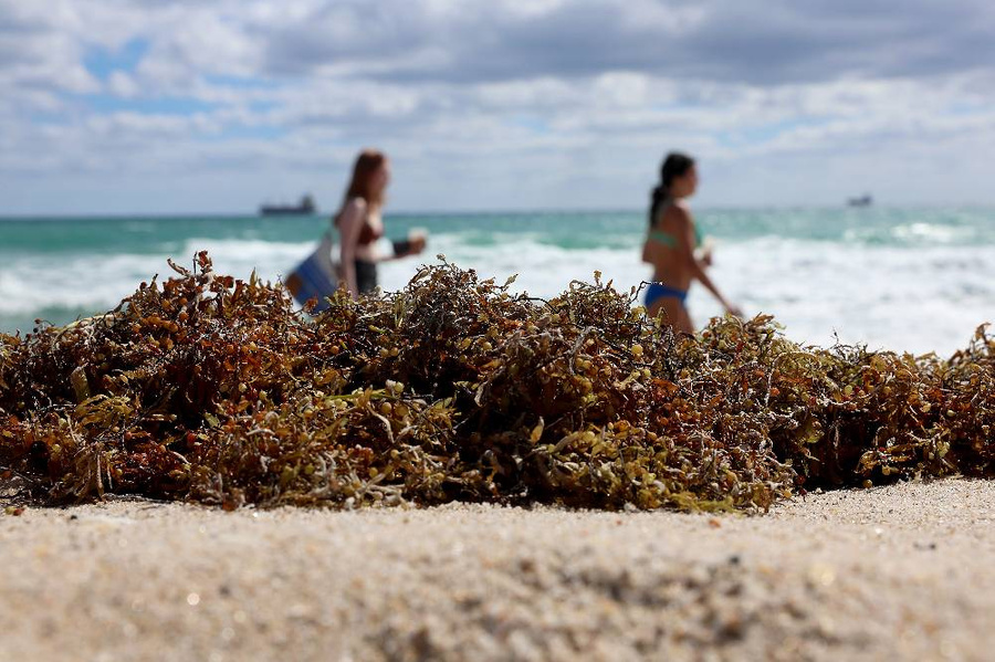 Гигантскую массу водорослей в Атлантическом океане прибило к пляжам Флориды, 16 марта 2023 года в Форт-Лодердейле, Флорида. Обложка © Getty Images / Joe Raedle