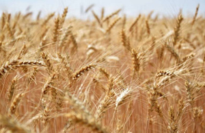 В ООН ответили на требования России по зерновой сделке