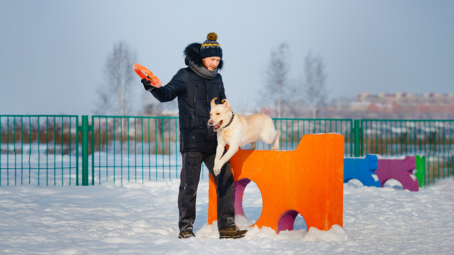Дрессировка собаки на площадке © Shutterstock