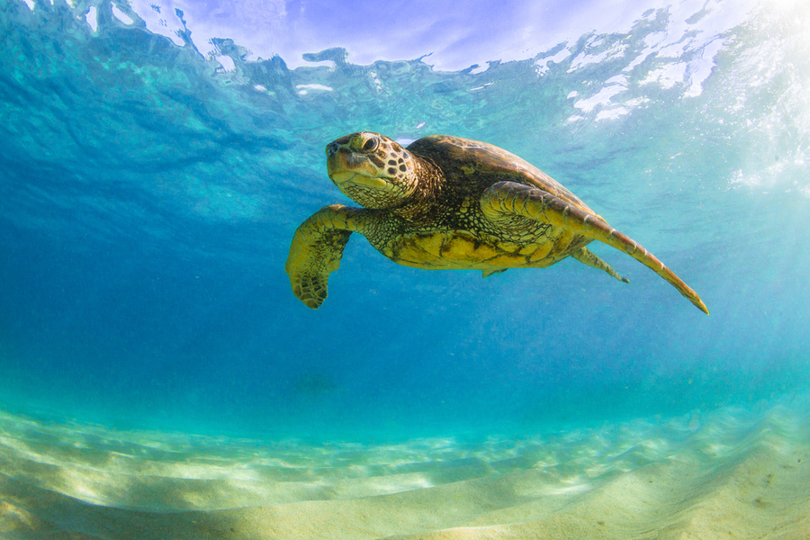 <p>Морская черепаха. Обложка © Shutterstock</p>