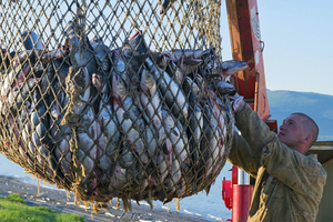 Минсельхоз откажется от плана по росту потребления рыбы в РФ до 25 кг на человека