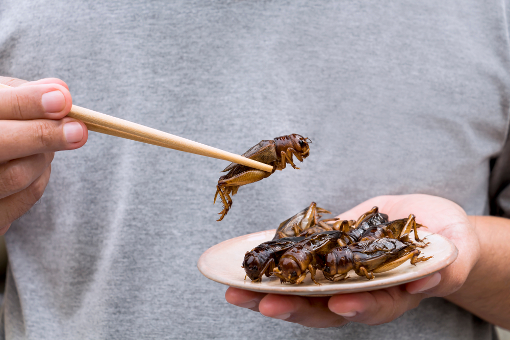 Российские учёные намерены создать пищевые добавки из сверчков и тараканов