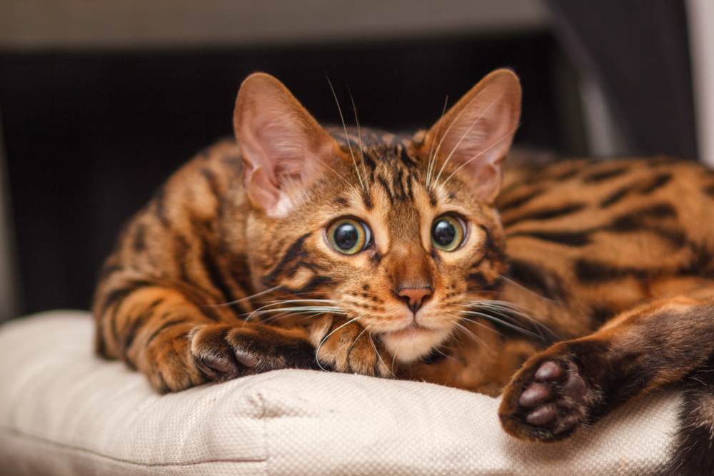 В ужасе от лотка: Названа самая пугливая порода кошек