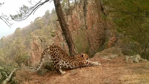 Самка дальневосточного леопарда устроила изящные потягушки в приморском нацпарке и попала на видео