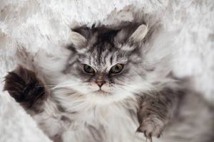 Из милых котят в домашних тиранов: 5 пород кошек с самым скверным характером
