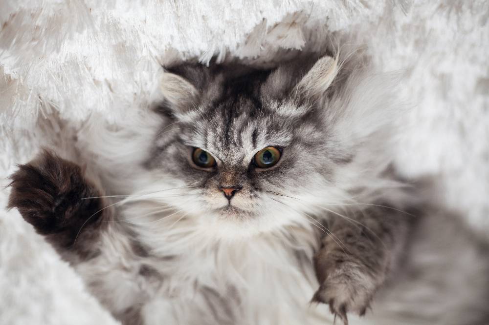 Из милых котят в домашних тиранов: 5 пород кошек с самым скверным характером