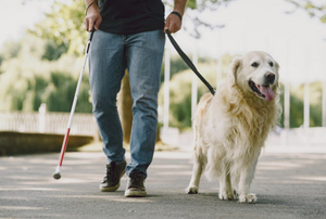 Названы 2 лучшие породы собак-поводырей для слепых
