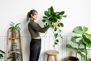 Справится даже лентяй: 5 простых в уходе, но невероятно полезных комнатных растений