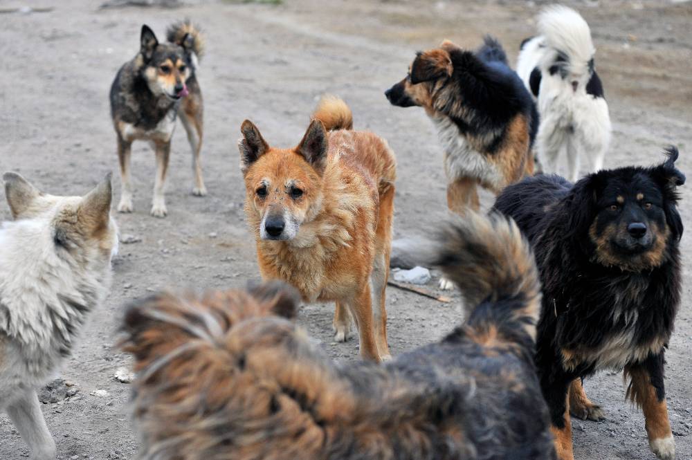 Стая бродячих собак растерзала женщину в Астрахани
