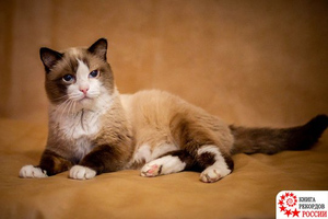 Умер самый старый кот России — 26-летний Дашун из Тюмени