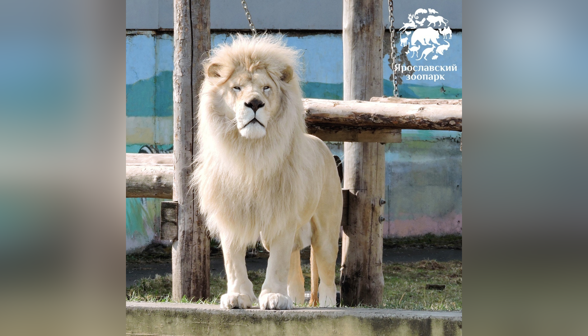 Редкий белый лев Ярос. Фото © VK / Ярославский зоопарк / Yaroslavl zoo