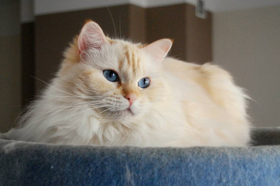 Порода кошек рэгдолл: фотография и особенности характера. Фото © Flickr / WJ van den Eijkhof