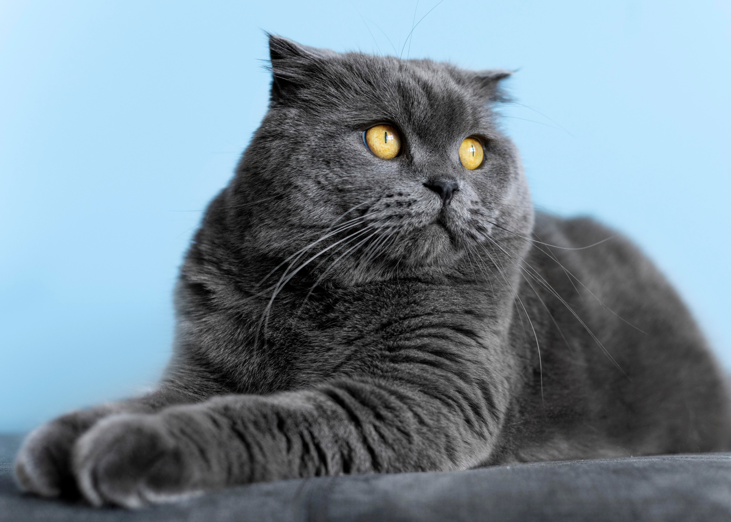 Британские короткошёрстные кошки: фотография и особенности характера. Фото © Freepik