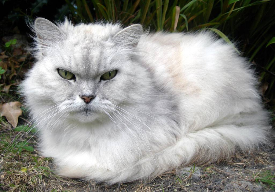 Персидская порода кошек: фотография и особенности характера. Фото © Flickr / allen watkin
