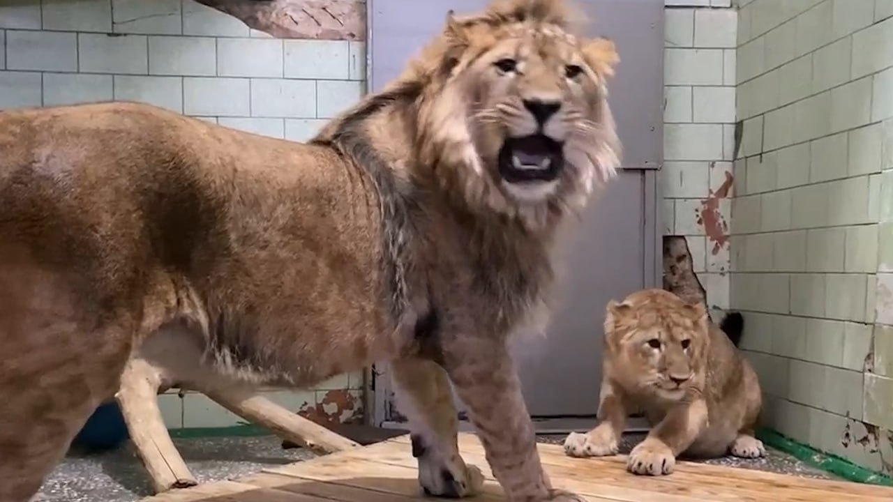Всё как у людей: Челябинский зоопарк показал видео побега львицы с неудачного свидания