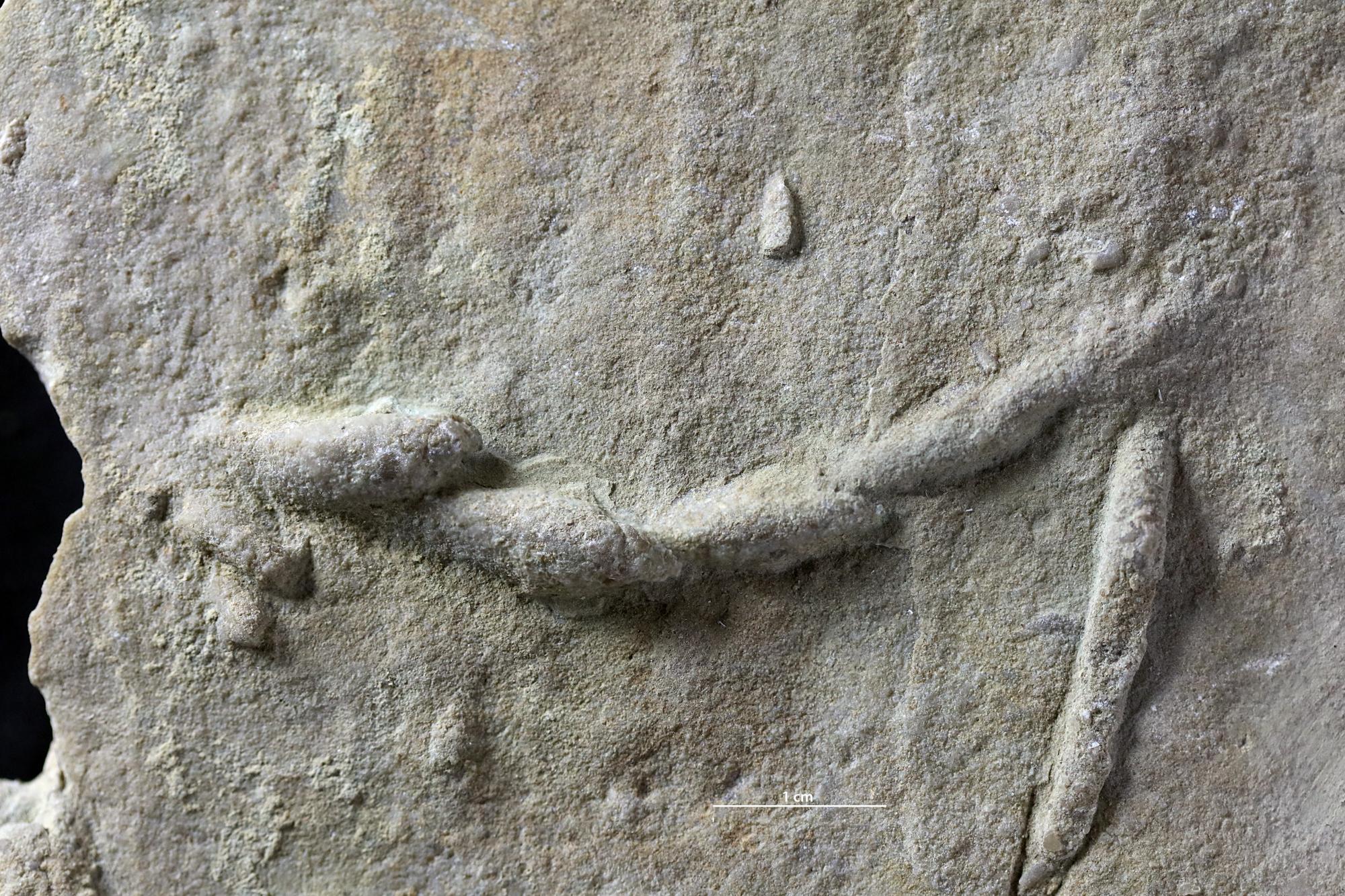 Древние окаменелости Treptichnus pedum. Фото © fossiilid.info