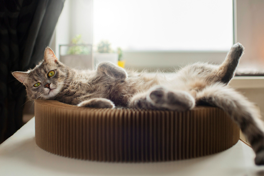 Породы спокойных и ленивых кошек. Фото © Freepik