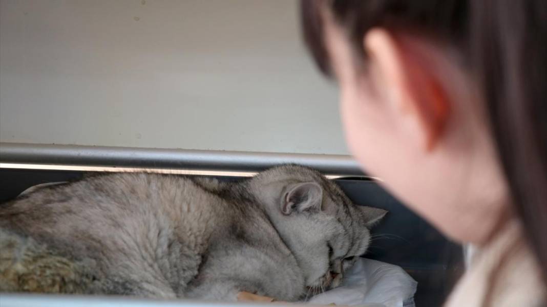 Кот по кличке Хан, найденный под завалами дома в Турции. Фото © Artigercek