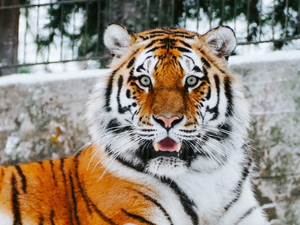 Истощённый тигр едва не задрал до смерти тракториста в Хабаровском крае