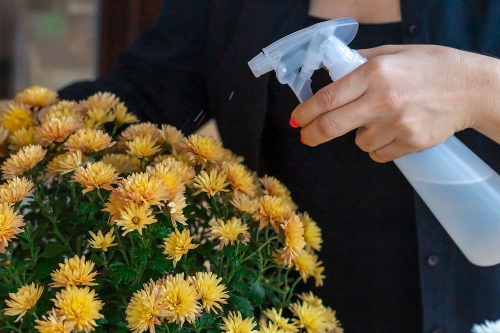 Горшечная хризантема — растение, которое нельзя держать дома аллергикам. Фото © Shutterstock