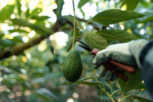 В Союзе дачников подробно рассказали, как вырастить на даче авокадо