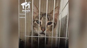 Десятки истощённых кошек и собак нашли в захламлённой квартире умершей крымчанки