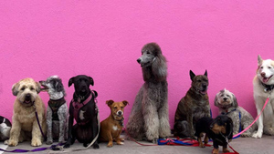 Названы самые тихие породы собак