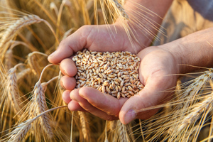 Офис генсека ООН сообщил о дискуссиях по зерновой сделке