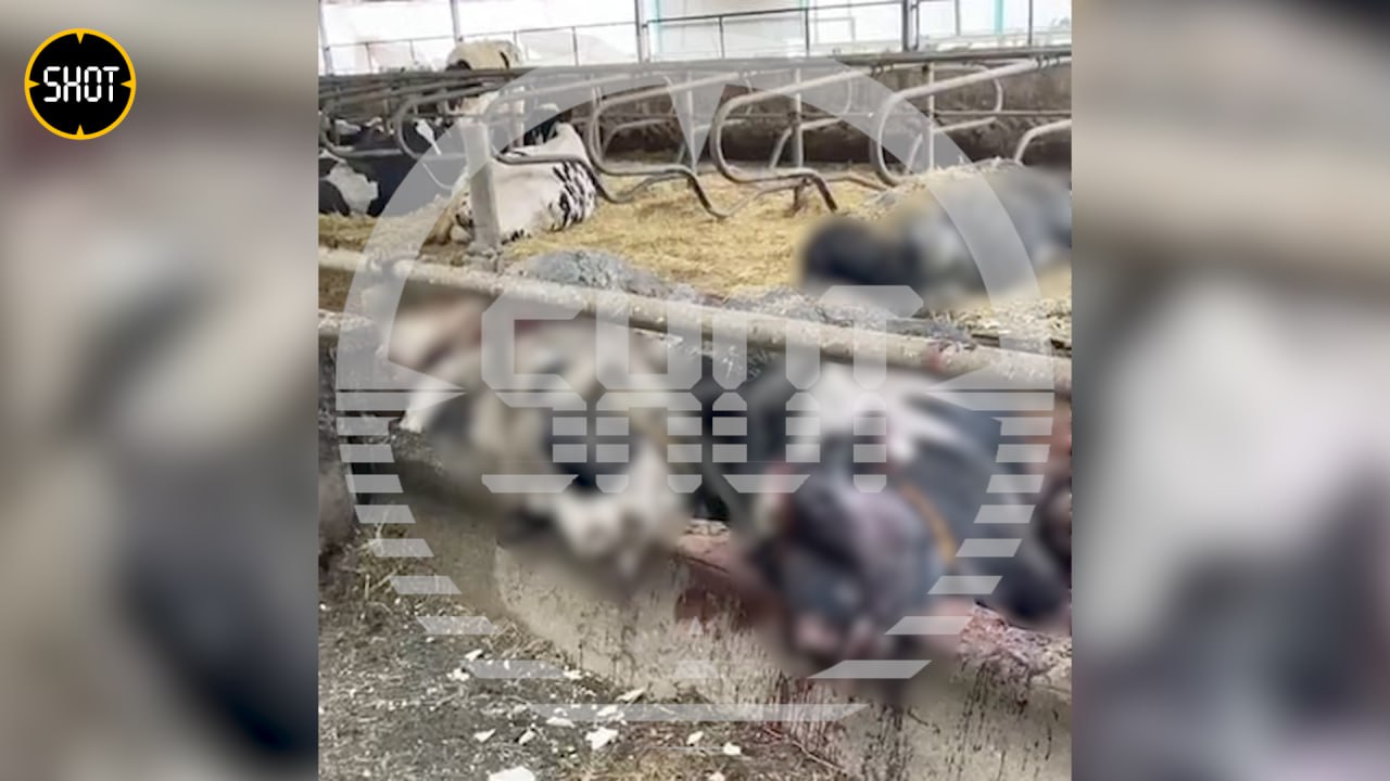 Полсотни коров погибли после обстрела ВСУ коровника в Белгородской области