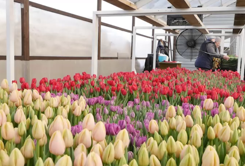 В Сибири семейная пара вырастила к 8 Марта 90 тысяч тюльпанов