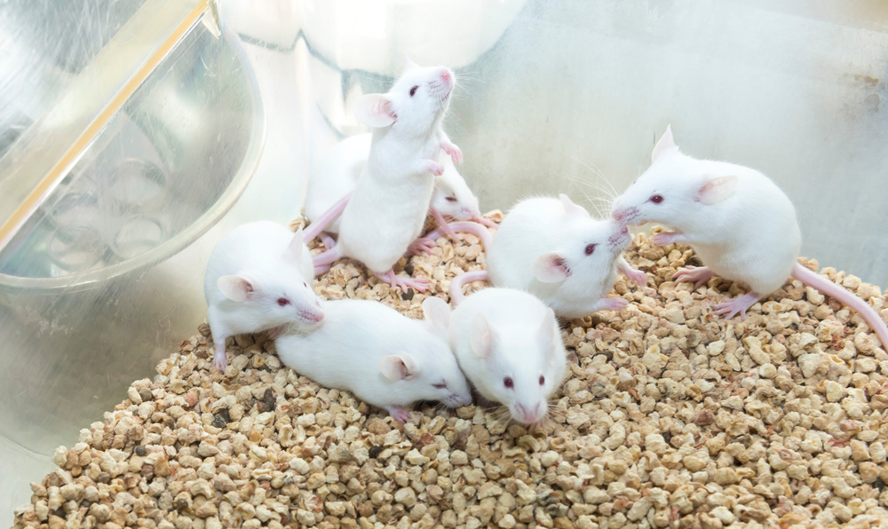 В Японии появились на свет семь мышат, зачатые от двух 