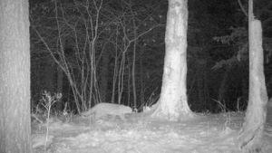 "Редчайше редчайшего": В Приморье заявили о появлении первого "карликового" леопарда