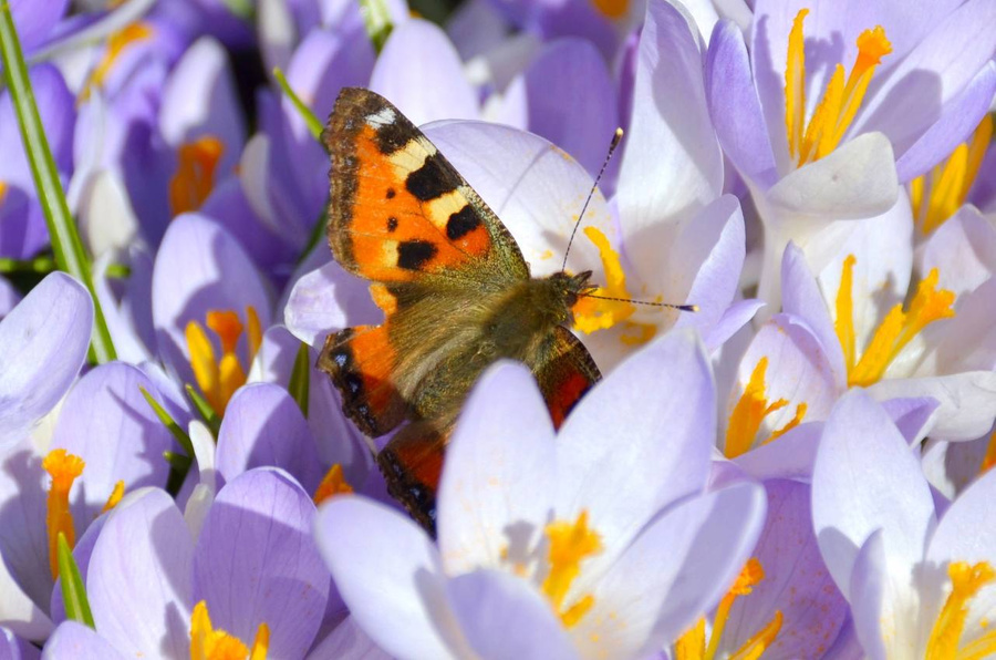 Бабочка-адмирал на одном из цветков. Обложка © t.me / Ботанический сад Петра Великого