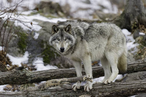 В ЕАО волк напал на работавших в теплицах людей