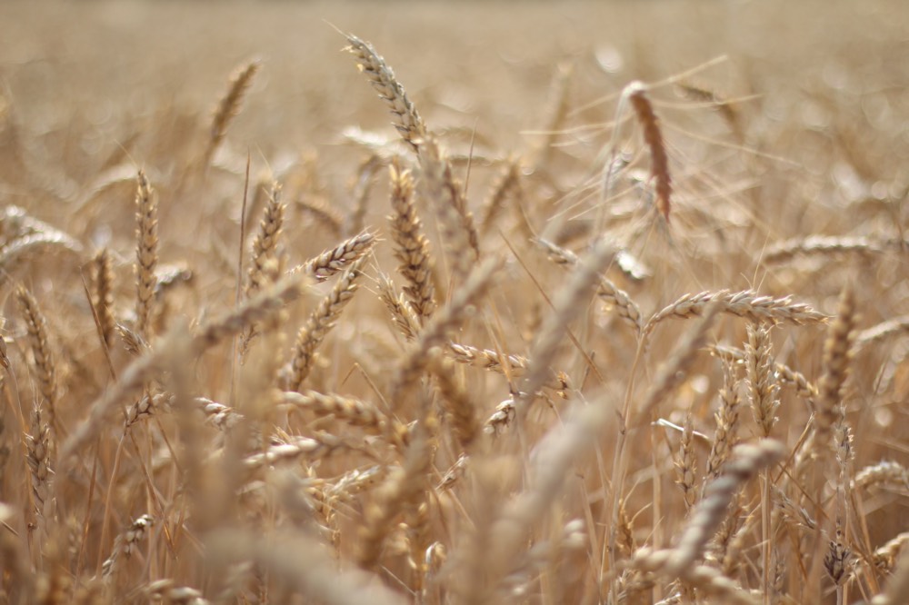 Шансы есть: В Турции выразили надежду на продление зерновой сделки