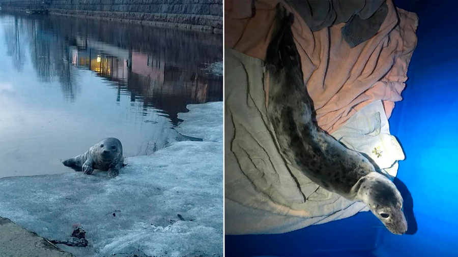 Спасённый тюленёнок. Обложка © Telegram / Водоканал Санкт-Петербурга