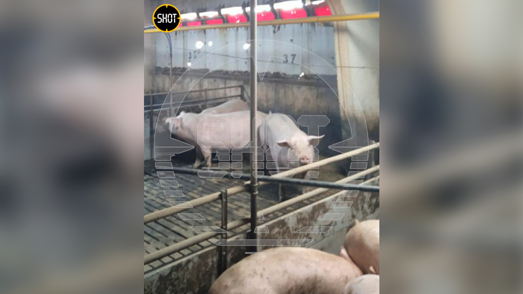 Почти 180 свиней погибли в результате удара ВСУ по территории Агро-Белогорья