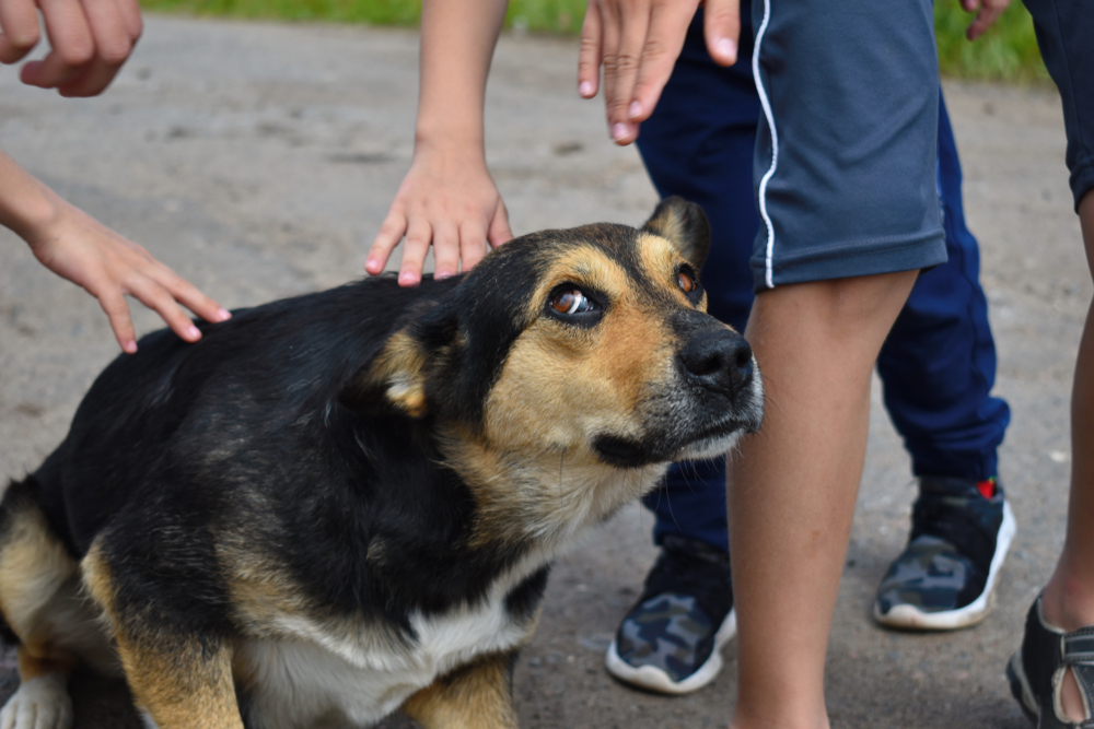 Глава посёлка в Курской области предложил делать шаурму из бездомных собак
