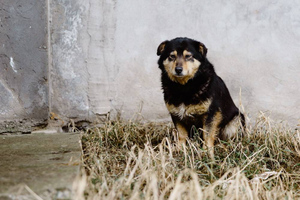В Госдуме предложили изменить закон об отлове бездомных животных