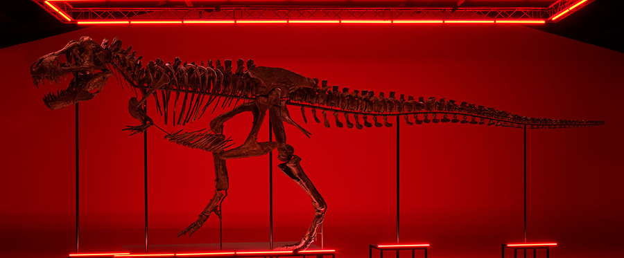 Скелет тираннозавра, выставленный на аукцион. Обложка © kollerauktionen.ch