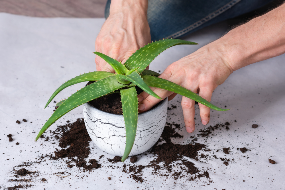 Фото, описание и польза алоэ: лекарственные растения на подоконнике. Фото © Shutterstock