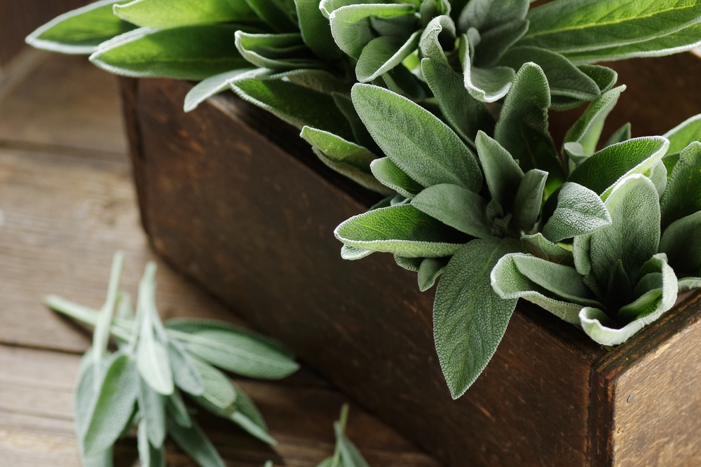 Выращивание лекарственных растений на подоконнике: фото и описание шалфея. Фото © Shutterstock