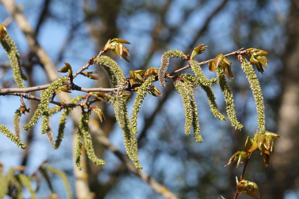 Какие растения вызывают аллергию в конце апреля и начале мая. Фото © Shutterstock