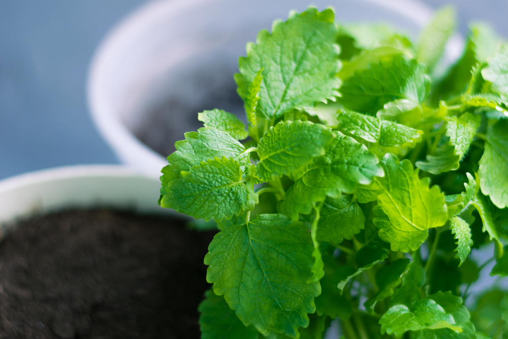 Выращивание лекарственных растений на подоконнике: описание, фото и использование мяты. Фото © Shutterstock