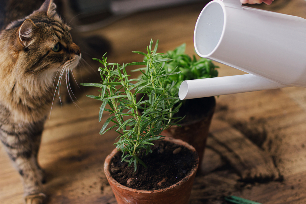 Лекарственные растения на подоконнике: как вырастить розмарин. Фото © Shutterstock