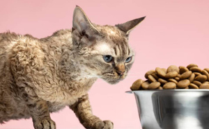 Ветеринар объяснила, почему кошки иногда едят кактусы