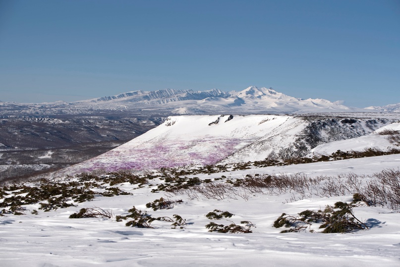 Снег на Камчатке окрасился в фиолетовый цвет. Фото © VK / Кроноцкий государственный заповедник