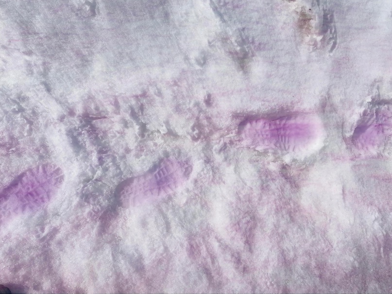 Снег на территории заповедника на Камчатке окрасился в фиолетовый цвет